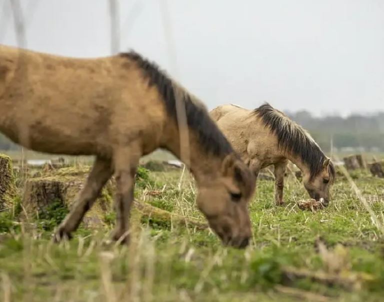 Vrouw van paard gevallen
