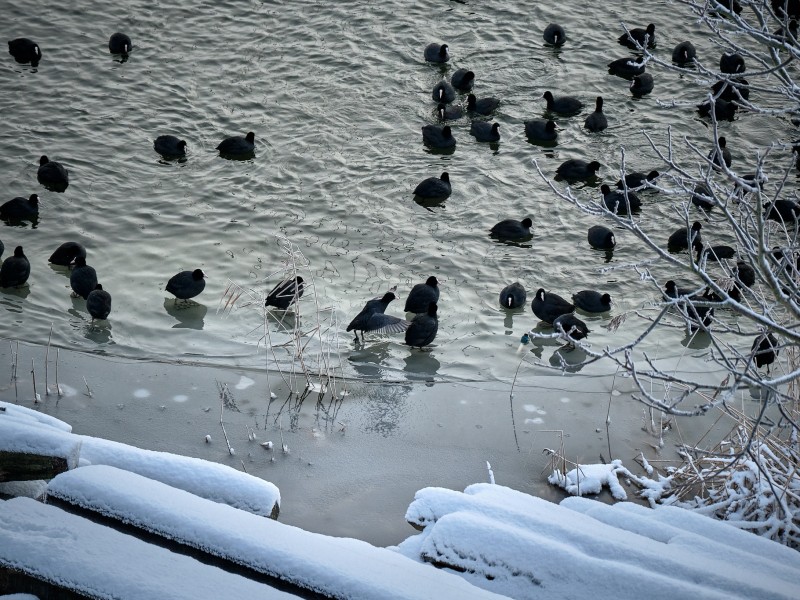 Overwinterende vogels hebben het zwaar met kou, sneeuw en ijs
