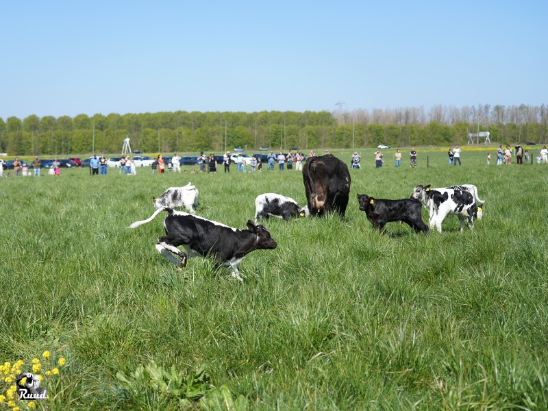 Koeiendans bij Burgerboerderij Oosterwold met tulpen plukken bij Groene Pluk