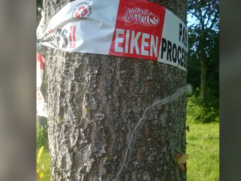Nesten van eikenprocessierups verwijderd door gemeente