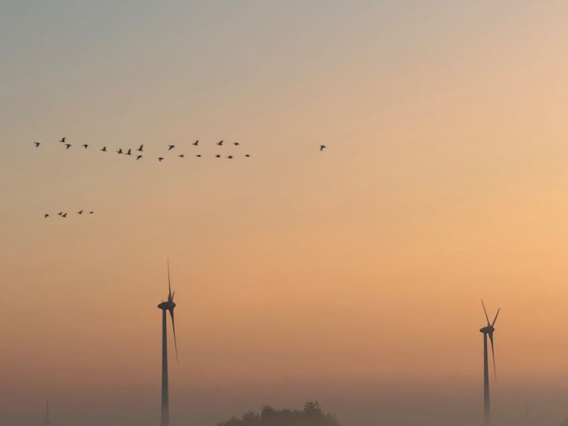 Windmolens met ganzen bij zonsopkomst of zonsondergang.