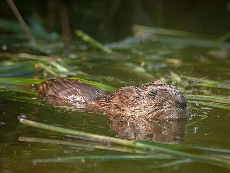 Waterschap zegt grip te krijgen op de muskusrat, vorig jaar een derde minder