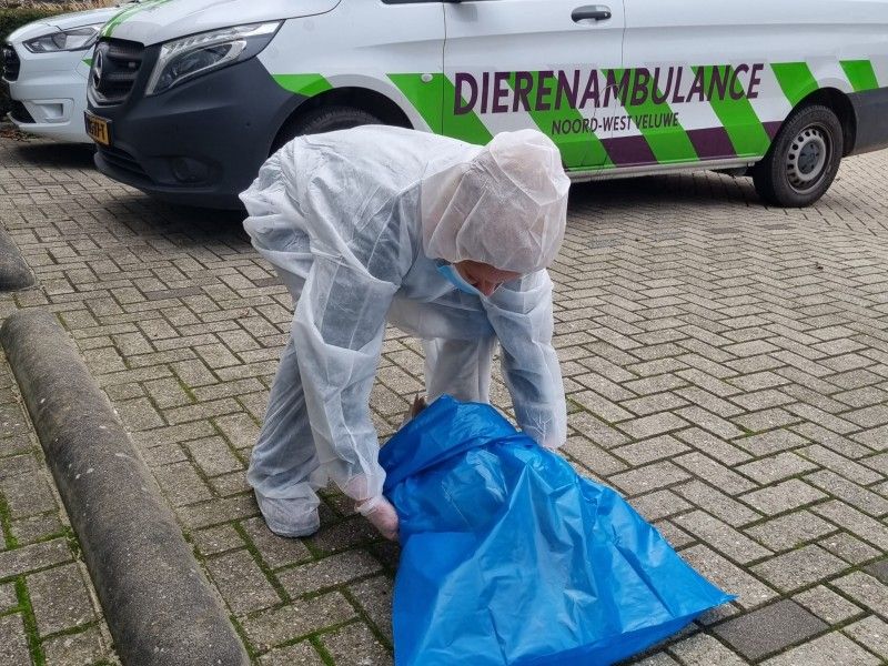 Een vogel wordt opgeruimd door medewerker in beschermende kleding.