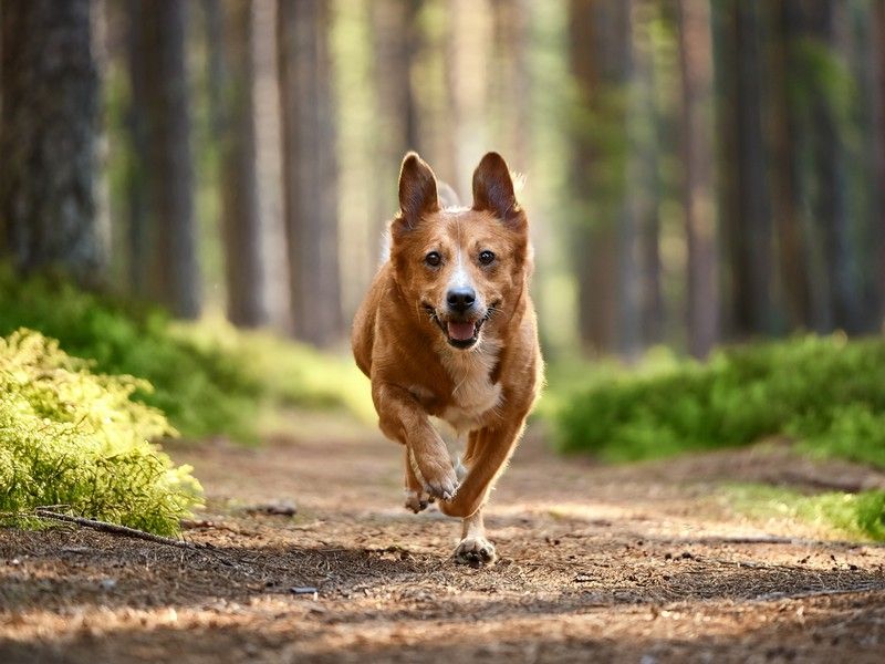 Hondenvereniging Zeewolde viert 40-jarig jubileum
