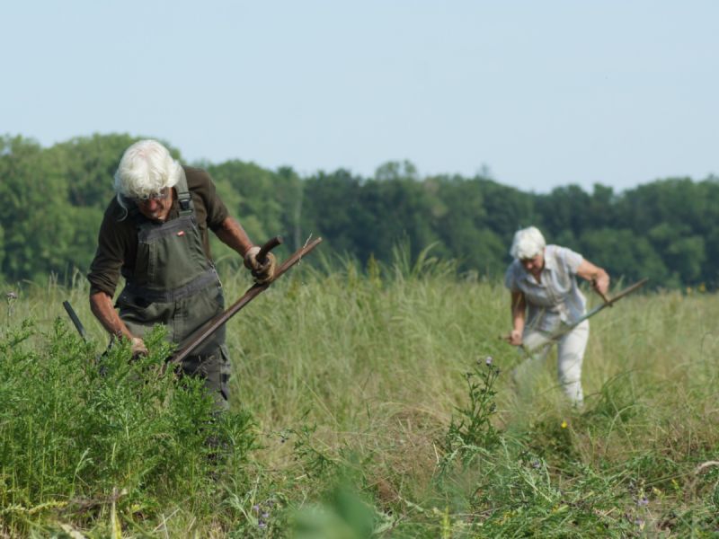 Landelijke Maaidag 2026 in Almere: aandacht voor zeis en biodiversiteit