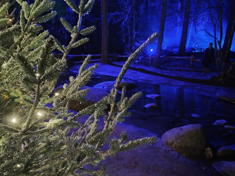 Gratis kerstbomeninzameling en duurzame alternatieven