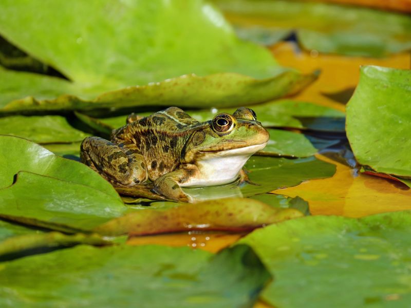 Openbare avond over natuur dicht bij huis in Flevoland