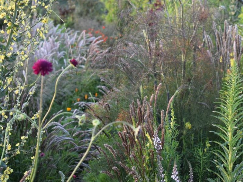 Ecologisch tuinieren tussen bijen, kippen en boomgaard bij Imkerij KirstenBosch