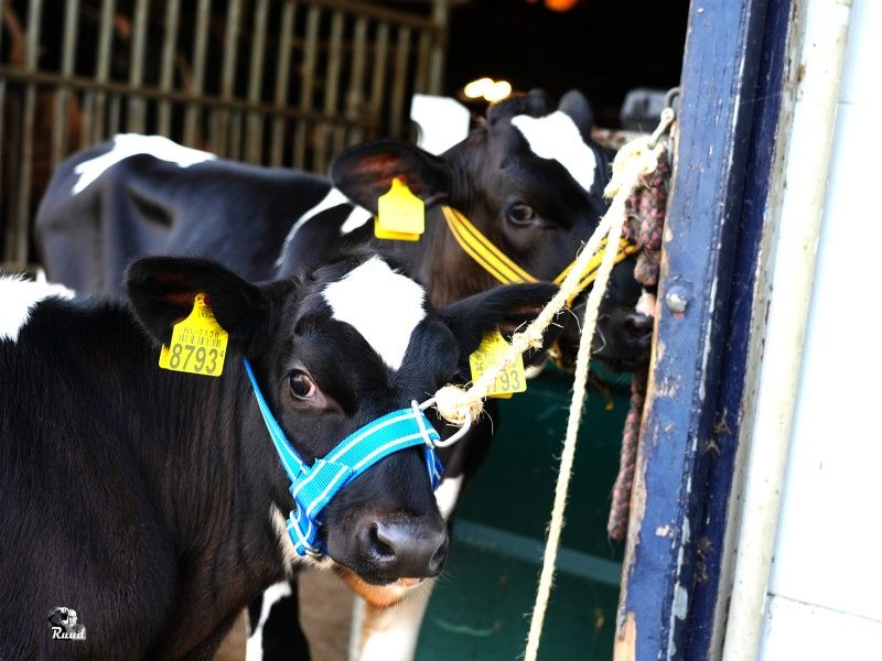 Pinken, braderie en muziek tijdens 35e editie in centrum Zeewolde
