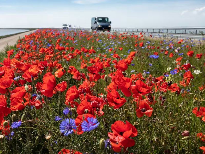 Beperkingen voor vrachtverkeer Houtribbruggen en Markerwaarddijk