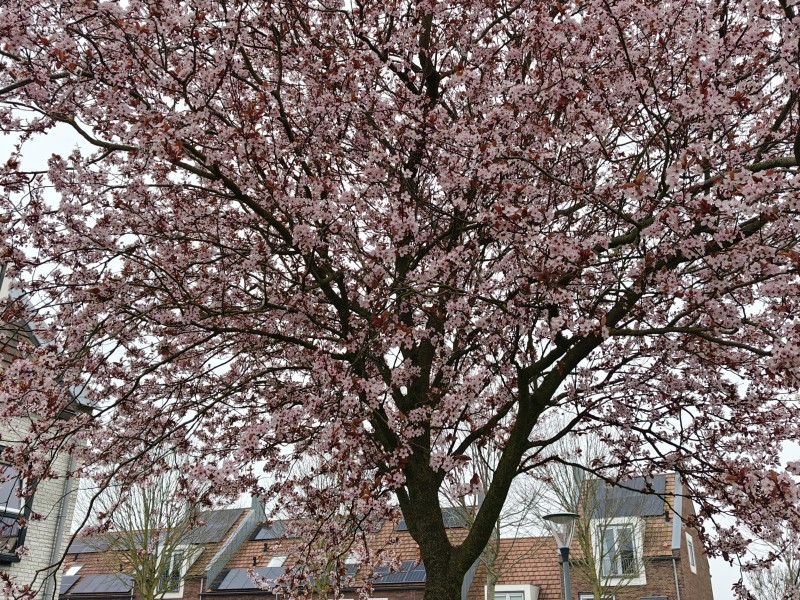Lente zichtbaar in Zeewolde: eerste bloesem kleurt het straatbeeld