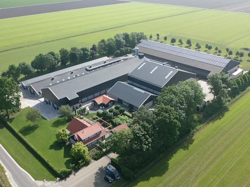Vogelgriep blijft sluimeren: pluimveehouders leven tussen hoop en vrees