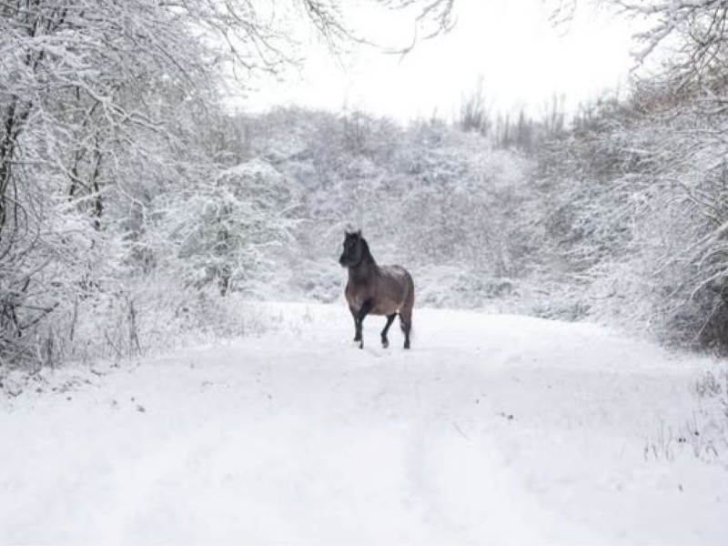 Boswachter: “Dieren kunnen winter goed aan”