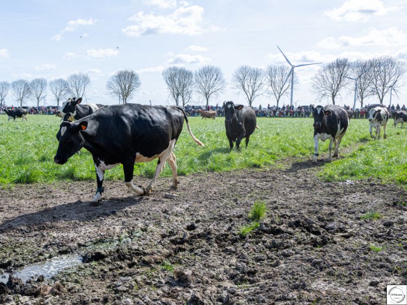 Veel publiek bij koeiendans op Burgerboerderij Oosterwold in Zeewolde