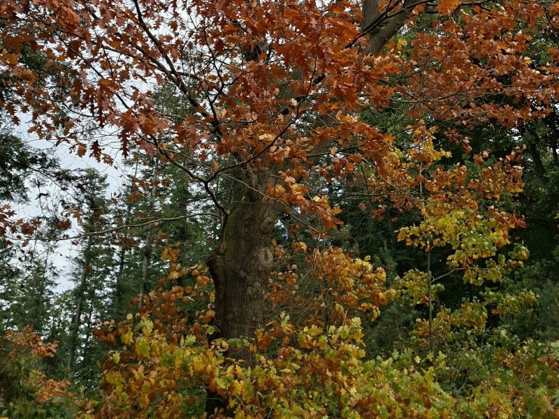 Herfst in het bos, drukke tijden voor Staatsbosbeheer
