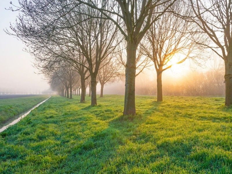 Bomen gekapt langs fietspad Slingerweg in Zeewolde