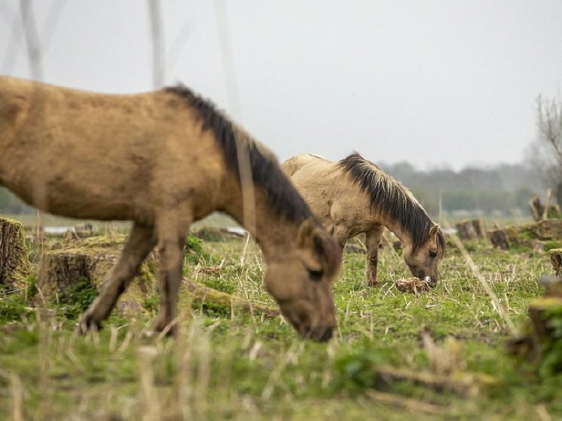 Bijvoeren heckrunderen en konikpaarden Oostvaardersplassen bij voedselgebrek