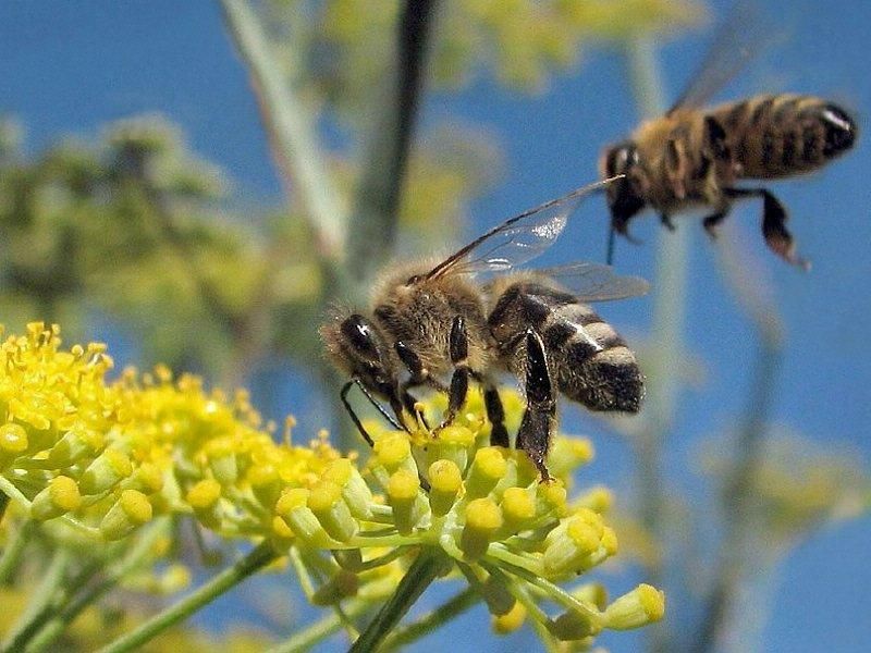 Help de wilde bij!  Haal gratis een bijvriendelijke plant!