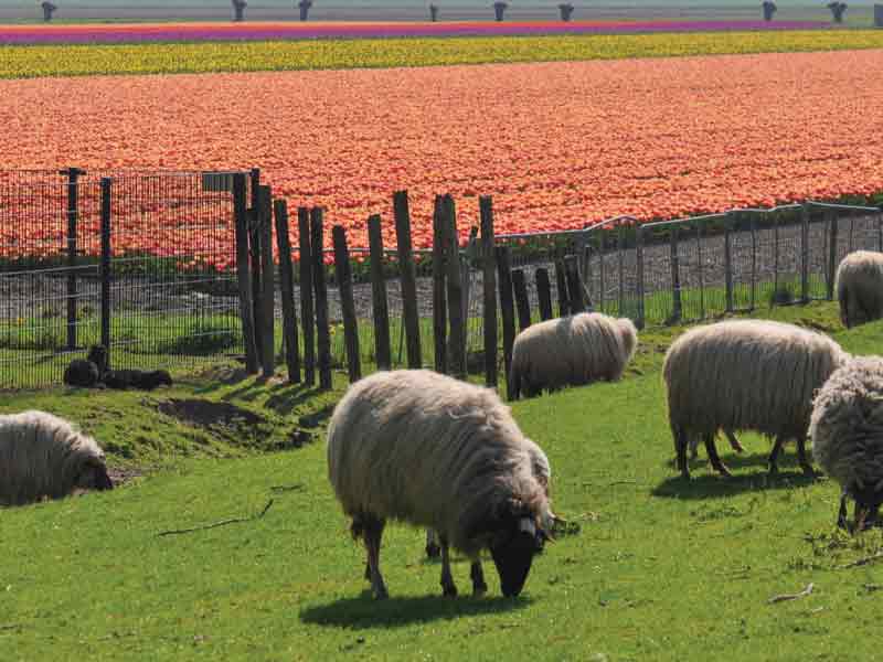 Ondernemers en verenigingen gezocht voor Tulpenroute Flevoland