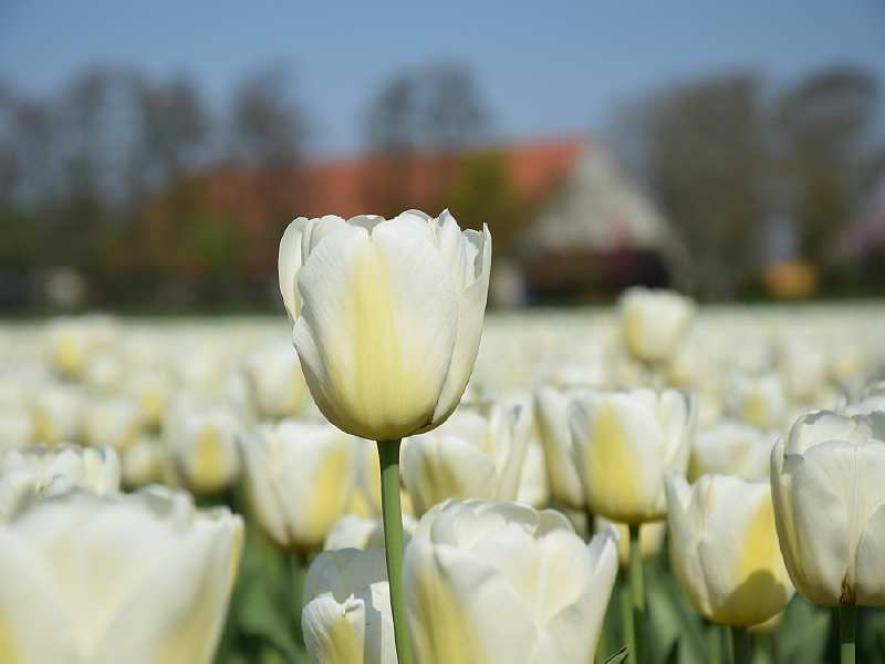Tulp (Feline Jansen)
