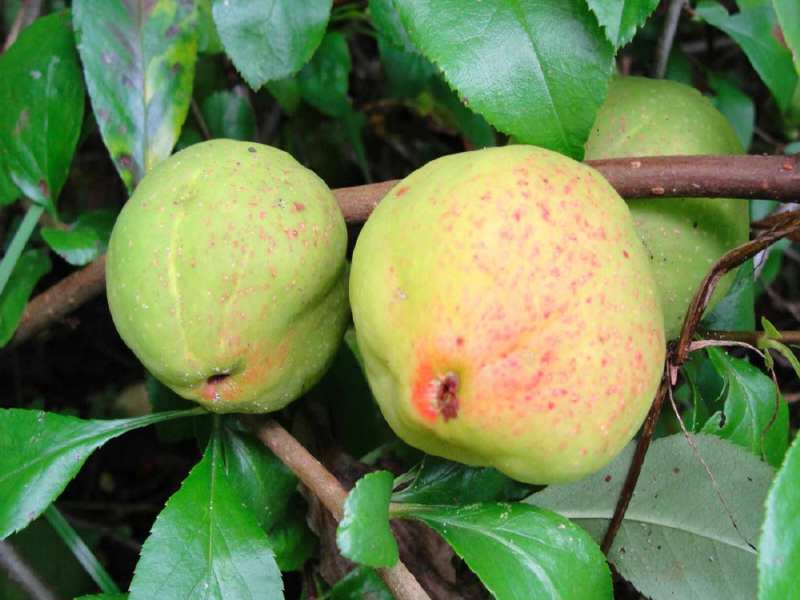 Appels foodwalk