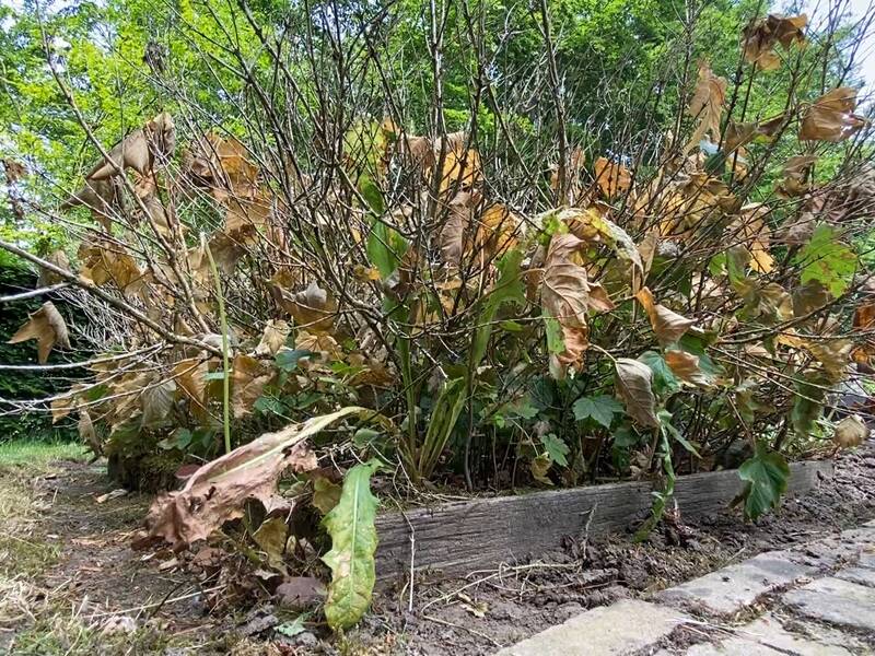 Lokale Omroep Zeewolde