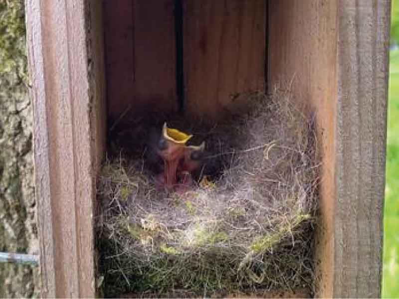 Proef met nestkastjes tegen eikenprocessierups lijkt te werken