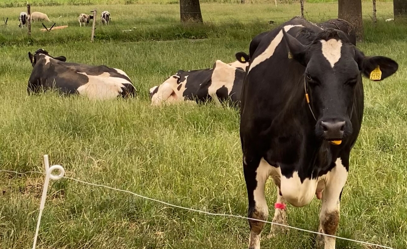 Van Maanen ziet boeren ‘voor de trein komen’