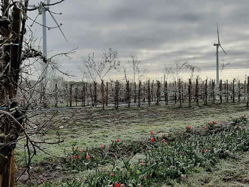 Fruithal Smits - De fruittuin van Flevoland