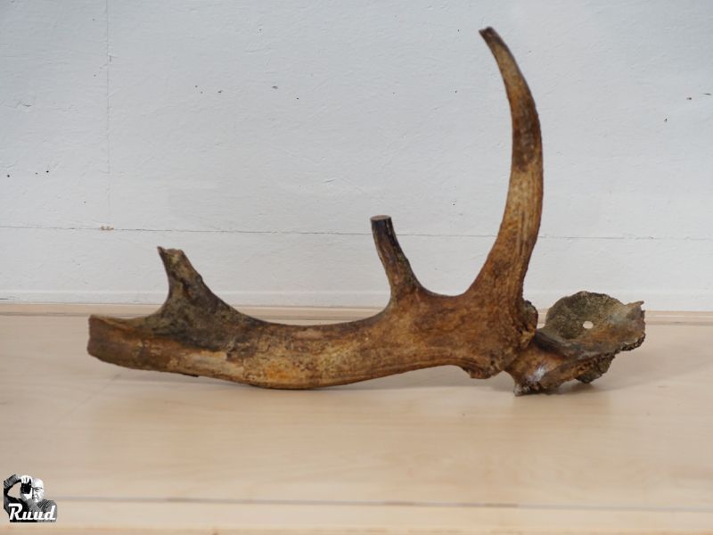 Prehistorisch Edelhertengewei met schedel gevonden in Zeewolde