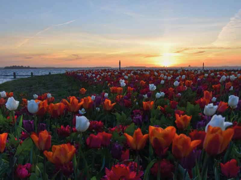 Tulpeiland gaat uit zijn bol! 8ste editie Tulpenroute Flevoland binnenkort van start