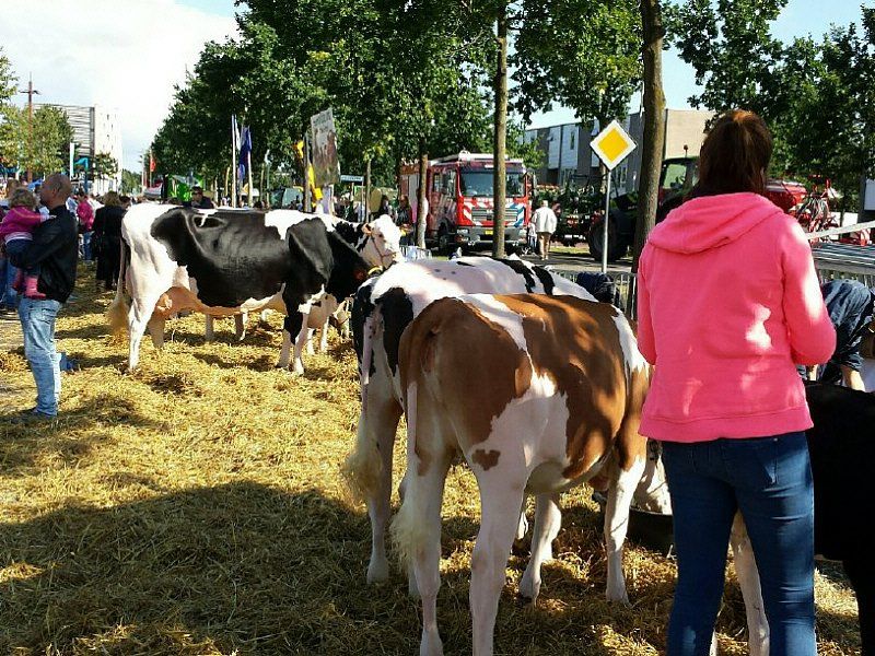 32e editie Zeewolde bij de Pinken  op Horsterplein