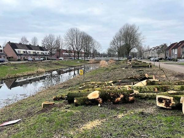 Bomenkap onderdeel van onderhoudswerkzaamheden Waterbuurt
