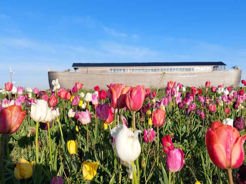 Ark mag blijven tot eind september 2023 als vergunning wordt verleend