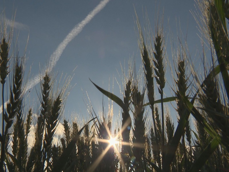Arjen Verschure maakt brood van Flevolands graan
