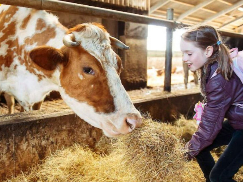 Flevolandse kinderen steeds vaker naar educatieboerderij