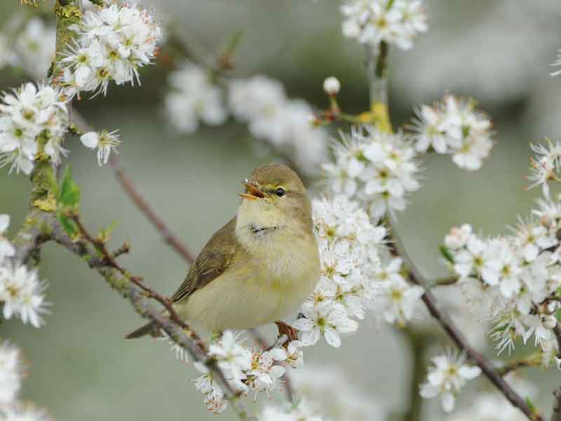 Vroege voorjaarswandeling op 6 maart met IVN Zeewolde