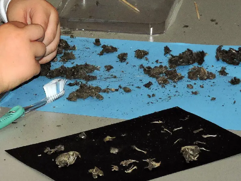 Braakbal pluizen bij IVN Zeewolde