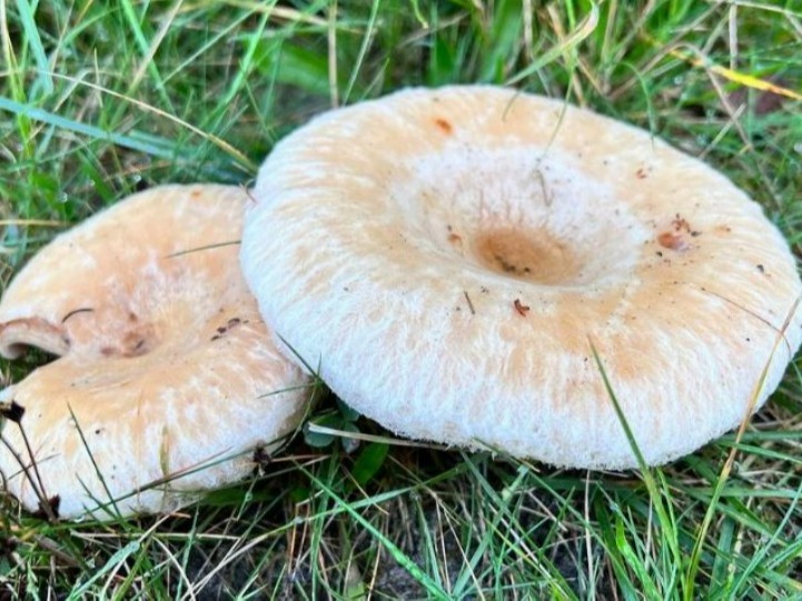 ‘Donuts' in de natuur