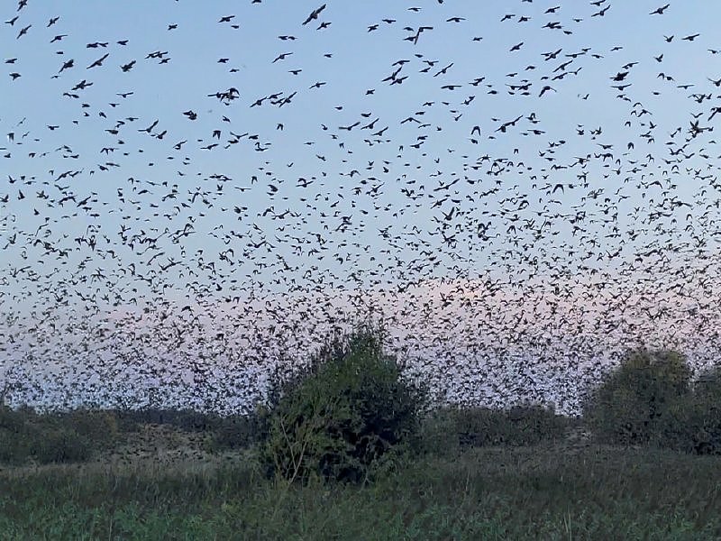 EUROBIRDWATCH 2022, Europese vogelteldag