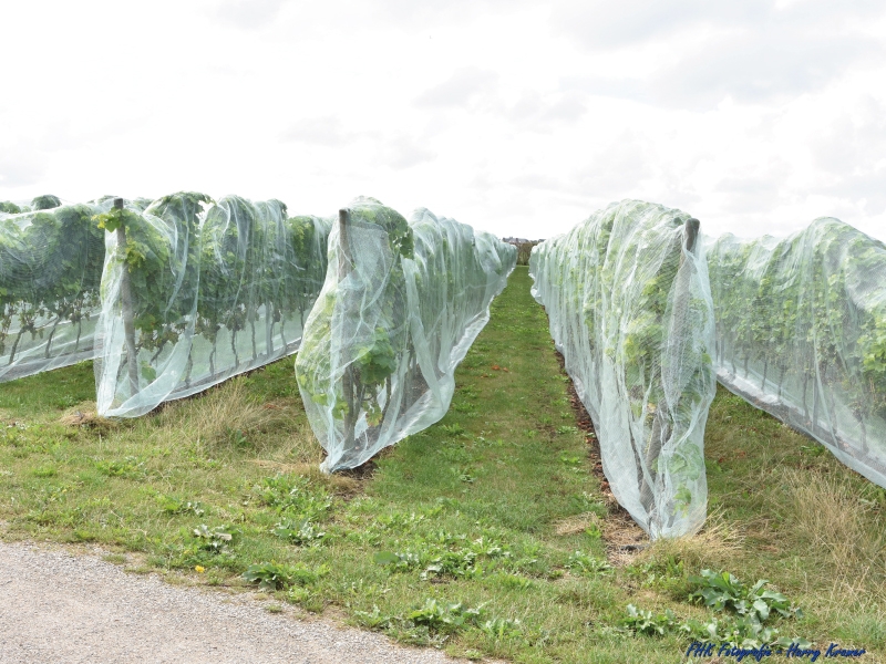 Wijngoed Wilgenhorst bestaat 10 jaar