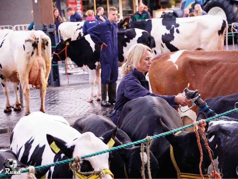 Pinkendag een dag met een gouden randje