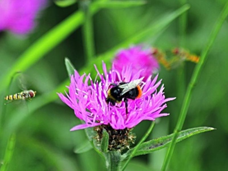 Help de bij met een bijvriendelijke tuin