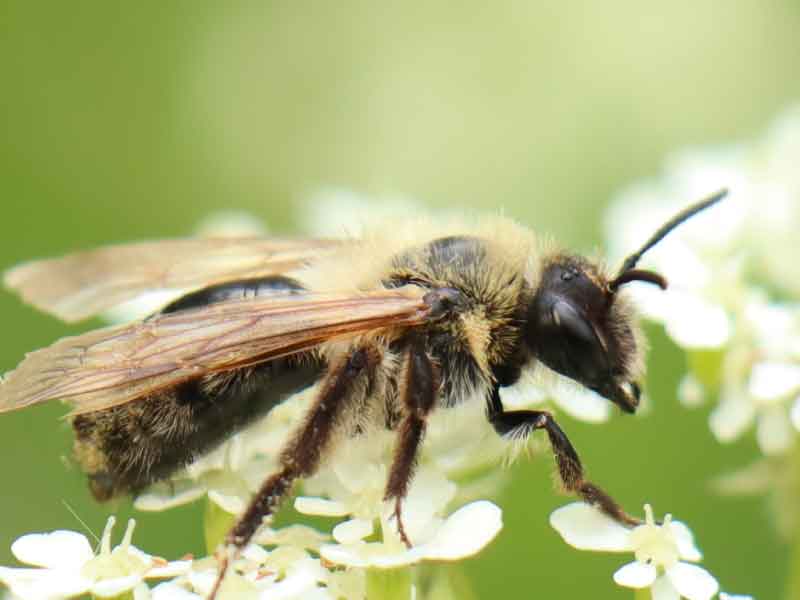 Een bij op een witte bloem