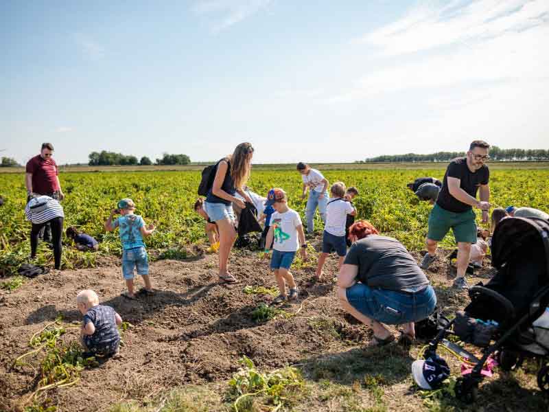 Van bodem tot bord: de Nationale Aardappelrooidag leert je alle ins en outs over de pieper