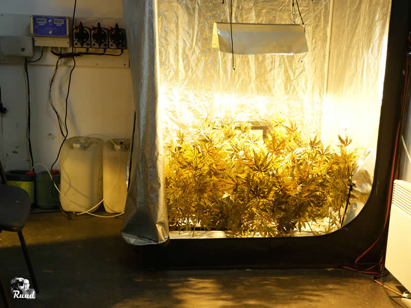 wietplanten in een kweek tent