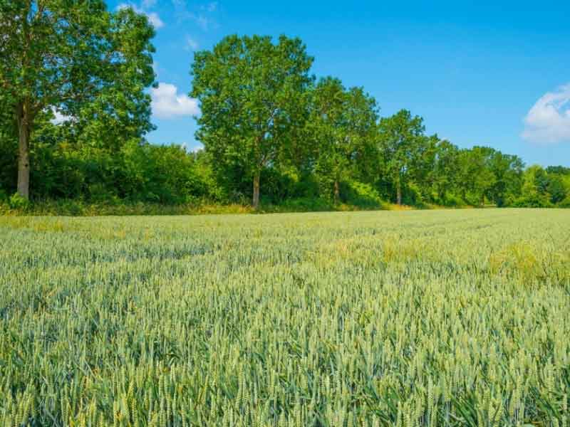  Provincie Flevoland vraagt € 1 miljard uit Transitiefonds Landelijk Gebied