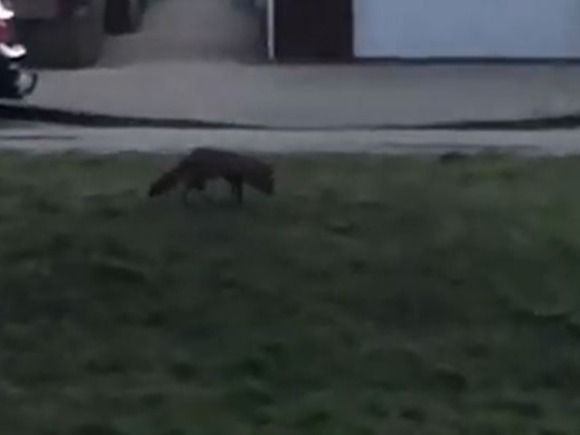 Vos loopt rond in woonwijk Zeewolde