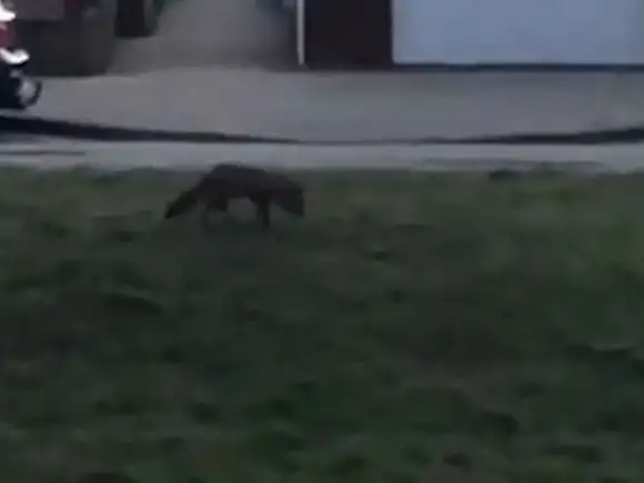 Vos loopt rond in woonwijk Zeewolde