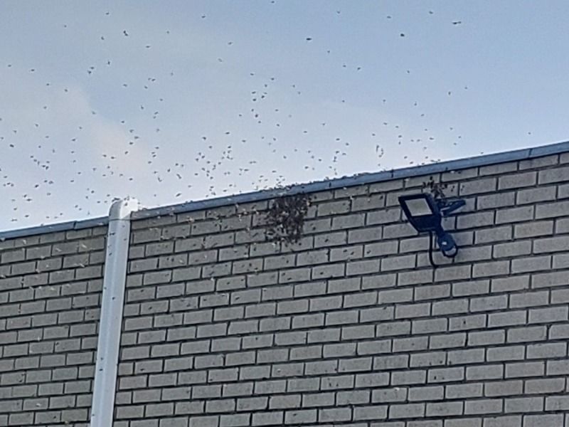 De Jonge wijst inwoners op bijenbekjes